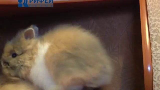О любимых Карликовые кролики смотреть онлайн