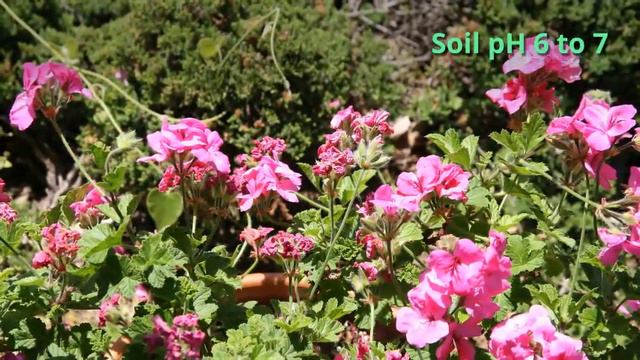 Pelargonium Growing Guide - All You Need To Know To Get Started -  By Gardener's HQ