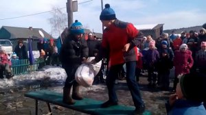 Питушиный бой