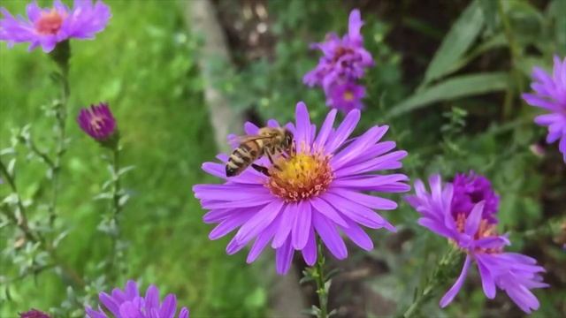 MEANING OF DREAM BEE STING : Interpretation & Symbolism смотреть онлайн