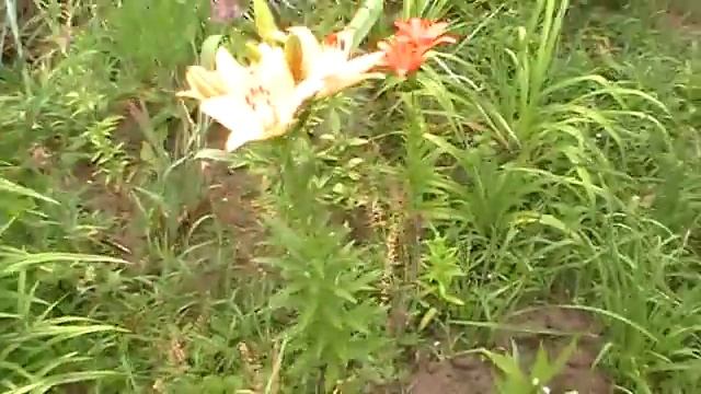 ДАЧА САД ОГОРОД; Лилия королевская и другие смотреть онлайн