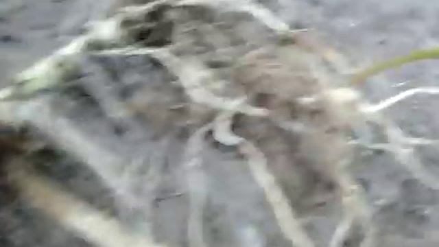 Как сажать помидоры лежа или стоя