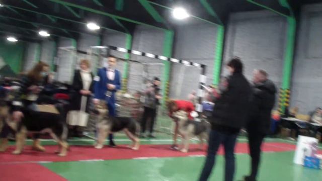 к.щенки Верный Друг Тиберий Тула 2022 bestdog.mybb.ru смотреть онлайн