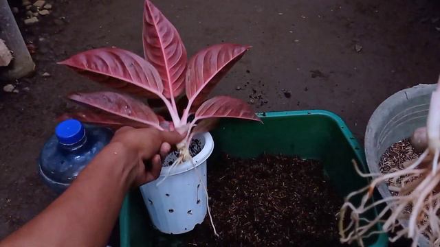 Repotting AGLAONEMA & pisah anakan AGLAONEMA Northern Star смотреть онлайн