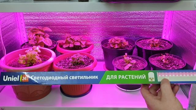 фитолампа или простой светильник ? что лучше ?! смотреть онлайн
