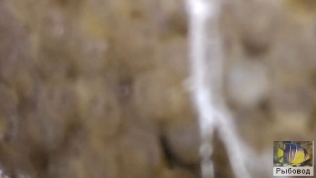Инкубация икры карпа! The incubation of eggs carp смотреть онлайн
