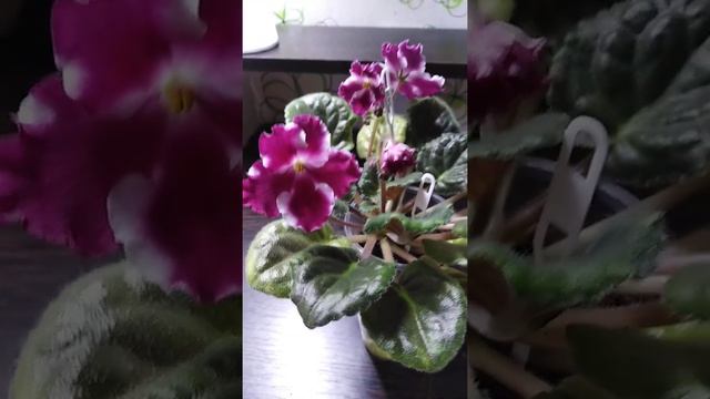 Фиалка Humako Izabella смотреть онлайн