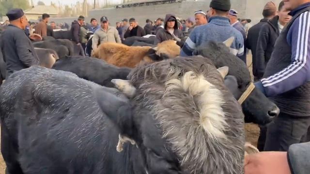 BUVAYDA BOZORI. BUQALAR VA KUCHADAGI NARHLARI. 12,11,2023 . ZO'R BULDI. смотреть онлайн