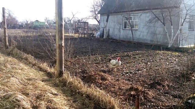 Петух или курица?)