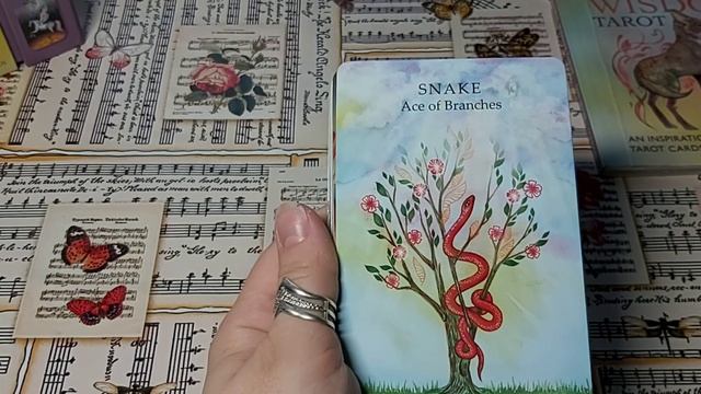 The Animal Wisdom Tarot - Таро Мудрости Животных. Обзор колоды. смотреть онлайн