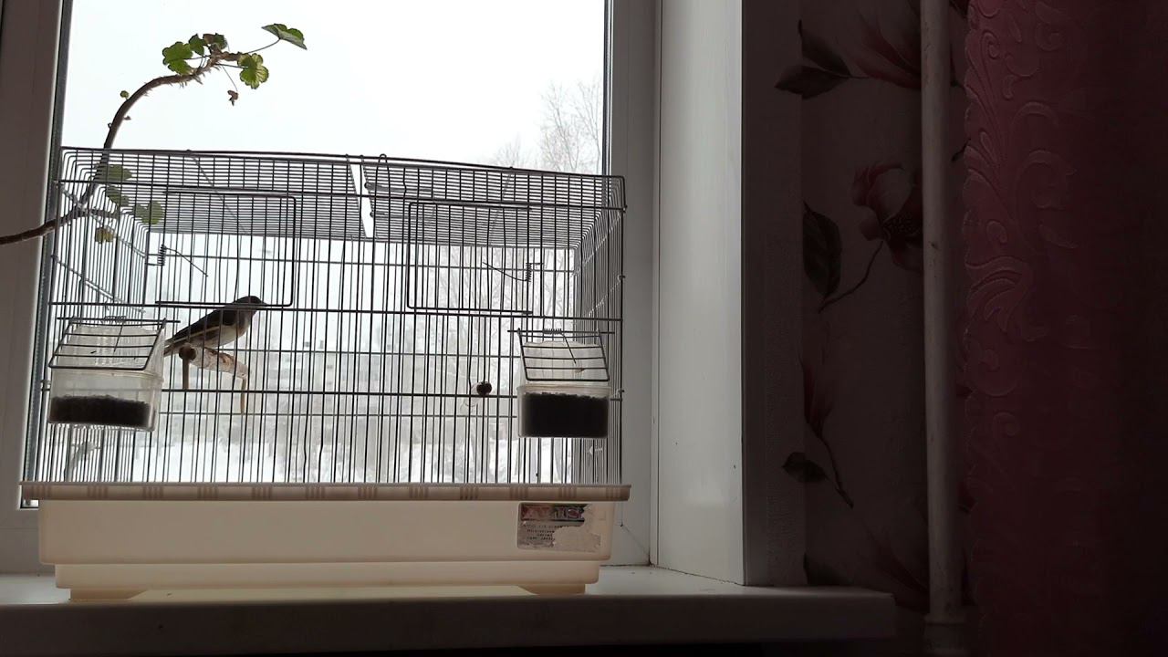 Песня молодого гибрида щегол+канарейка.3.1.2022 год. смотреть онлайн