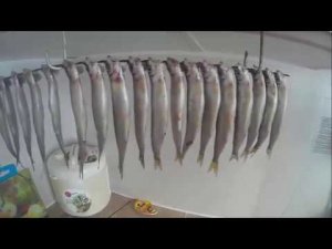 Как вялить корюшку в домашних условиях.