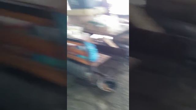 Щенки восточноевропейской овчарки 3 месяца. смотреть онлайн