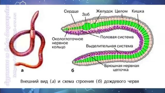 Биология 7 кл Пасечник $41 Тип Круглые черви и тип Кольчатые черви смотреть онлайн