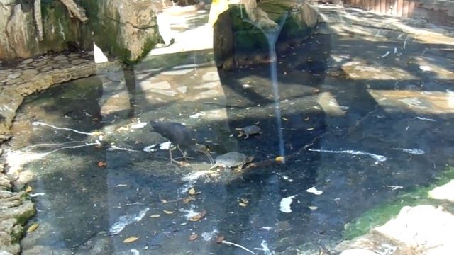 Кипр. Зоопарк в Лимасоле. Cyprus. Zoo in Limassol. смотреть онлайн