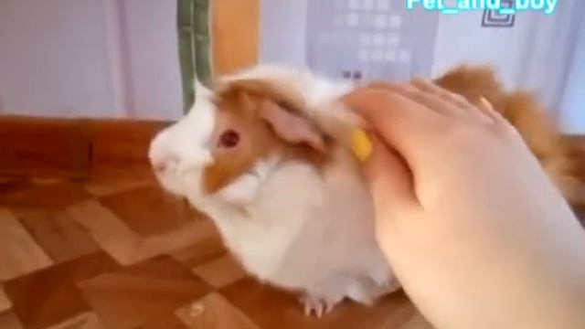 Какие ногти у Морской свинки?