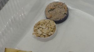 Разведение мадагаскарских тараканов