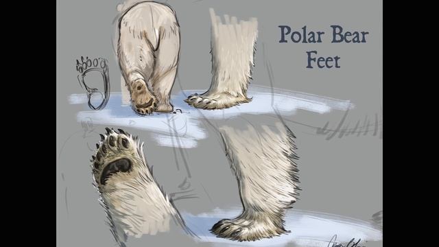 Drawing Bears Announcement смотреть онлайн