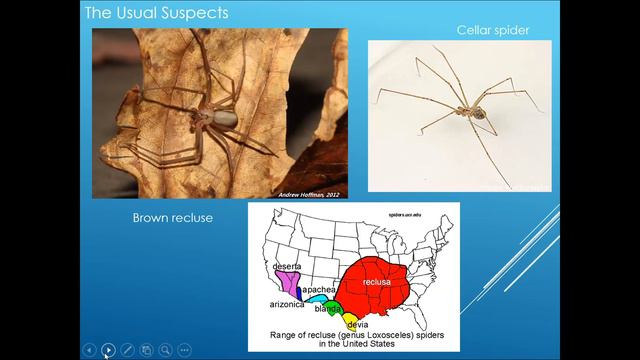 Spiders: Venomous, Hairy, Lots of Legs ... What's Not To Like? смотреть онлайн