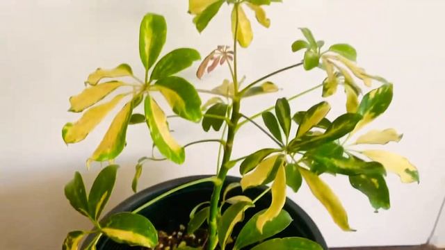 Enna Plant Series: Schefflera Variegated Dwarf Umbrella Plant | one-minute video смотреть онлайн