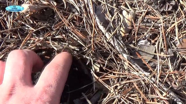 ОЗИМЫЙ ЧЕСНОК. ВСХОДЫ ОЗИМОГО ЧЕСНОКА, УКРЫТОГО С ОСЕНИ СОСНОВОЙ ХВОЕЙ. смотреть онлайн