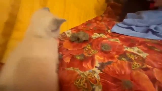 И насмеялась и умилилась!»ЛЮБОВЬ и ЕЖИКИ»-ролик Елены Губаревой! смотреть онлайн