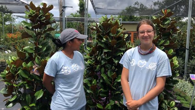 Plant Magnolia Trees- Beautiful lush trees great for screening, blooms and height смотреть онлайн