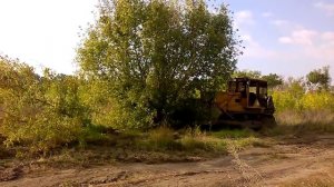 Выкорчевка деревьев трактором Т-170 без корчевателя