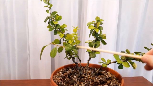 Многоствольная Японская айва/Chaenoméles Japónica #2 Июль2023  #Chaenoméles #bonsai #BonsaiNaBalkon