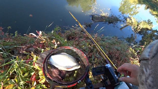 へら 魚 ХЕРАБУНА -КАРАСЬ КАЛИФОРНИЯ 2017-26-10( Часть 1ая) смотреть онлайн