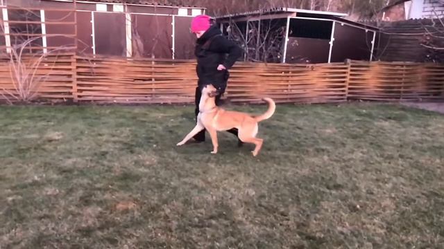 Движение рядом малинуа Euros Iz Gratsiano смотреть онлайн