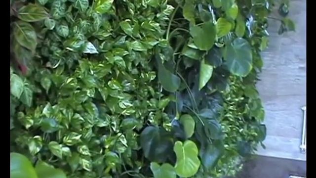 Фитостены Лафасад в озеленении общественных помещений смотреть онлайн