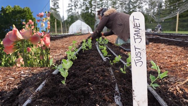 Planting Out Thousands of Sweet Pea Seedlings | Flower Farming смотреть онлайн