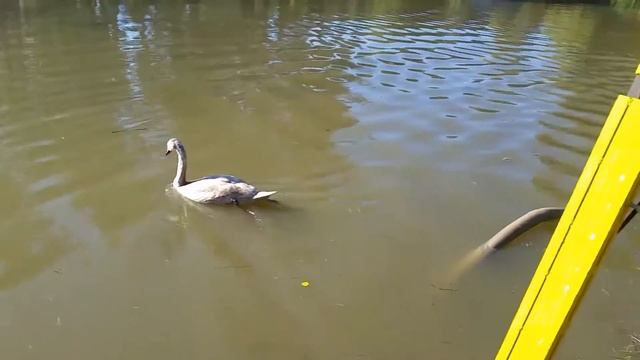 Водоем после очистки и дноуглубления. смотреть онлайн