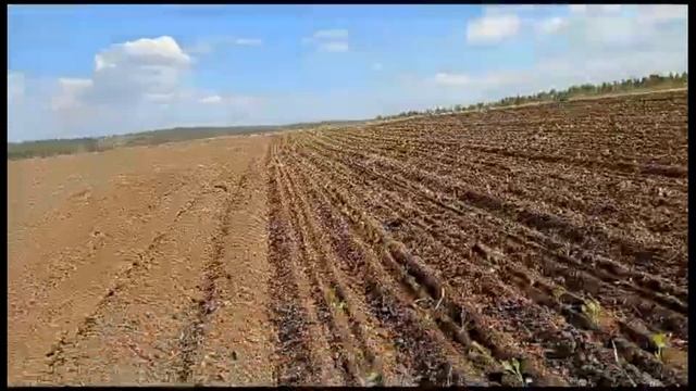 Высадка капусты на 15 гектар | Июнь 2023 смотреть онлайн
