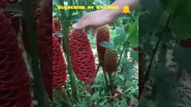 Surat tin смотреть онлайн