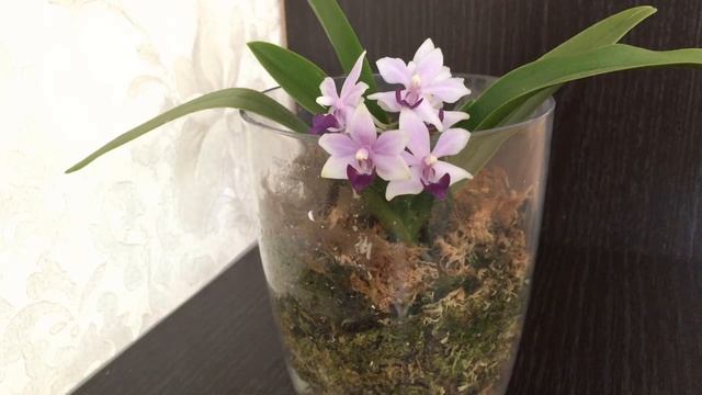 Первое домашнее цветение орхидеи Сапфир Sapphir#успешное наращивание корней в маховом гнезде# смотреть онлайн
