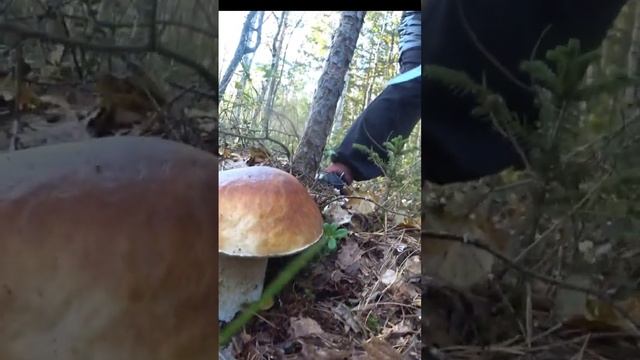 Нашли ОГРОМНЫЙ БЕЛЫЙ ГРИБ?Белых грибов хоть коси?Пермский край/Поход за грибами/Про жизнь Голдобины смотреть онлайн