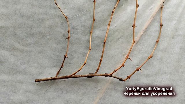 ? Не выбрасывайте такие черенки! Какие черенки подходят для укоренения, как выбрать. смотреть онлайн