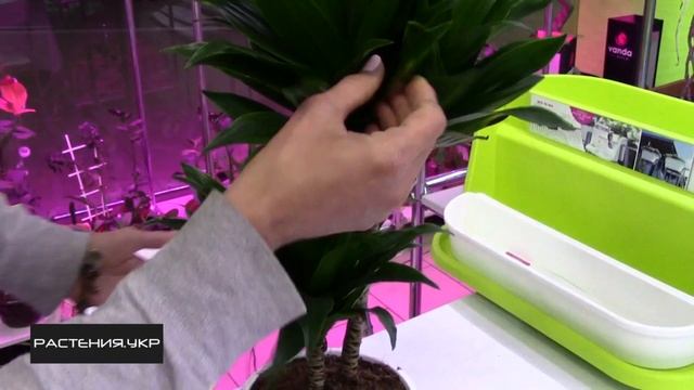 Драцена компакта уход в домашних условиях