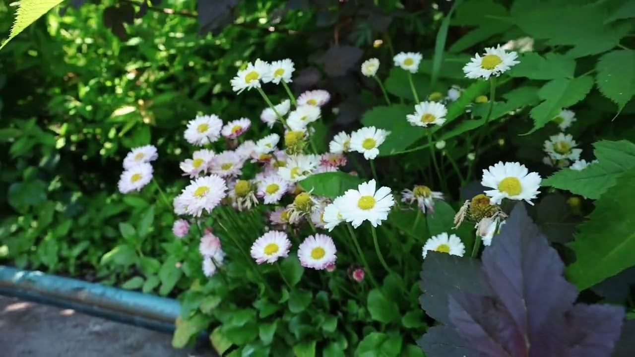 SS 113Советы и секреты | смотреть онлайн