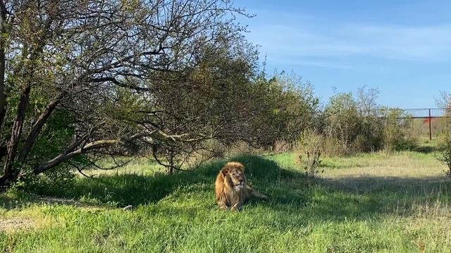 Утренний ОБХОД ЛЬВОВ! смотреть онлайн