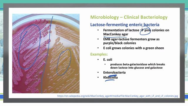 Gram Negative Bacteria | Microbiology | USMLE Step 1 | Pt 7 смотреть онлайн