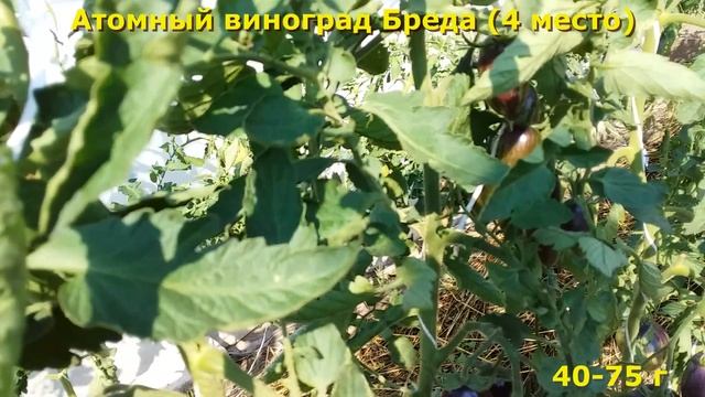 ТОП-5 плюс СЛАДКИХ томатов 2022.Теплица и о/г смотреть онлайн