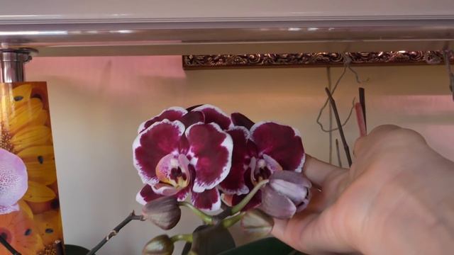 Орхидеи ЗАЦВЕТЕЮТ и ЗАЦВЕТАЮТ. Orchids BLOOM and BLOOM. смотреть онлайн