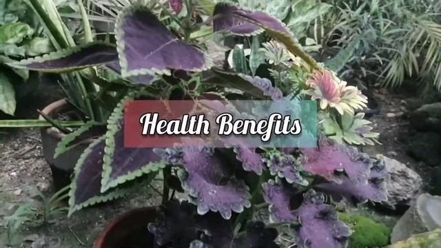 Mayana Plant / Coleus Blumei Benth смотреть онлайн