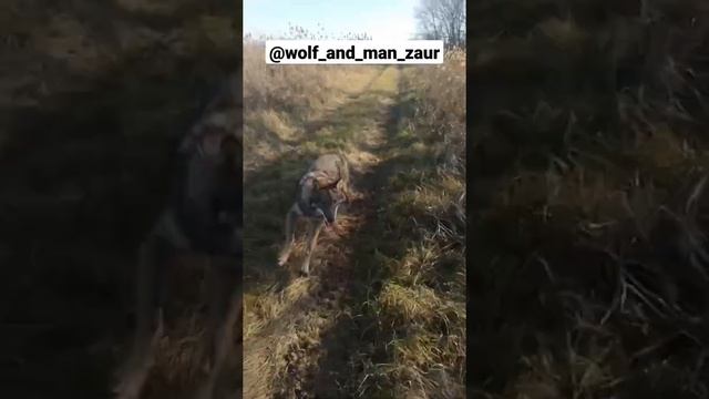 Как приручить волка? Сенсация шок.В Дагестане охотник приручил Волка и он охотиться с ними! ЭтоФак смотреть онлайн