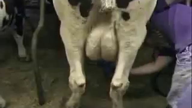 MILKING GLOVES - BLUE MILKING GLOVES - BLUE NITRILE MILKING GLOVES