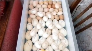 Температура на скорлупе яиц