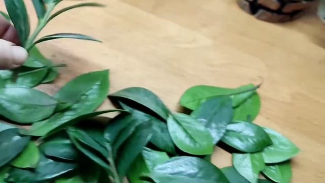 Черенкование замиокулькаса смотреть онлайн